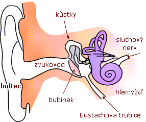 anatomie_ucha